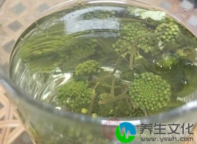 三七花用开水泡饮