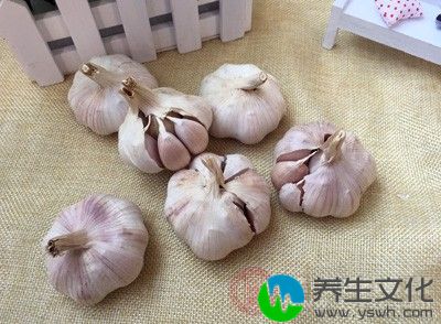 富含蒜素和硒等微量元素，经常食用有防癌、抗癌、杀菌、抗菌作用。大蒜有“地里长出的青霉素”之称