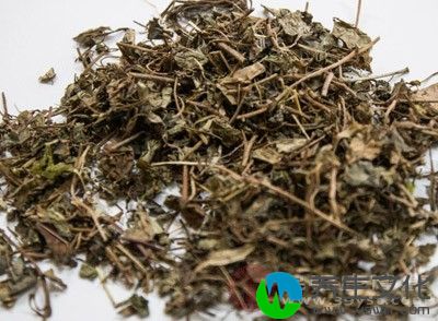 取鲜金钱草(最好连根)1两