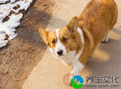 狂犬病为什么会学狗叫