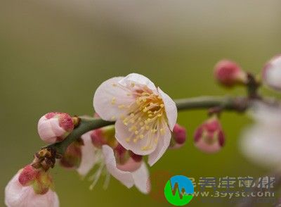 可取白梅花5克，粳米80克。先将粳米煮成粥