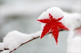 大雪节气吃什么好,三种食物不能错过