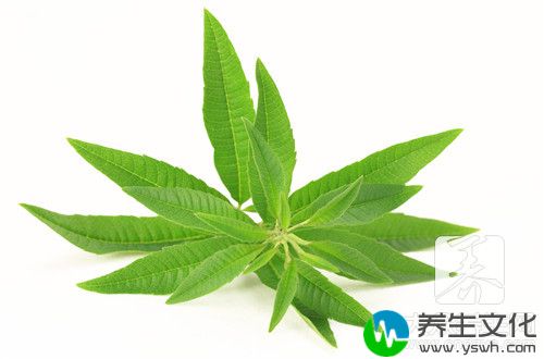 消肿化脓的中草药有什么