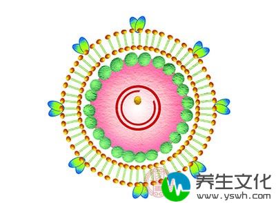 高危型HPV(16型和18型)的持续感染是宫颈癌发病的主要因素