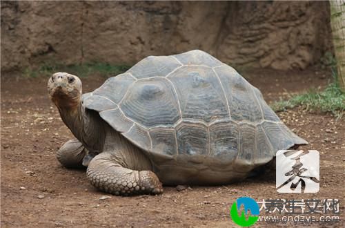 甲鱼炖什么补肾