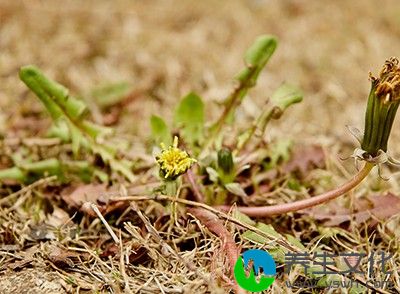 蒲公英熬水来擦脸、洗脸，可使皮肤滋润