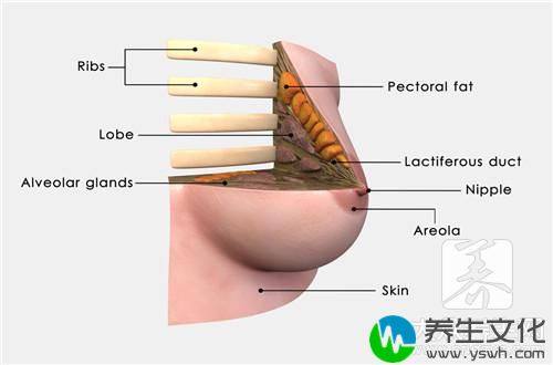 怎么淡化乳晕颜色