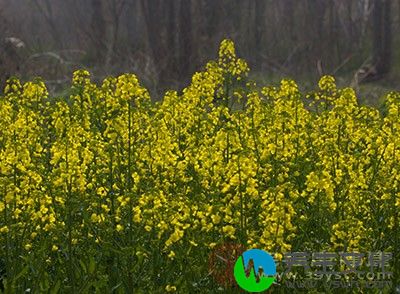 菜油之中所含有的营养成分是蔬菜之中的佼佼者