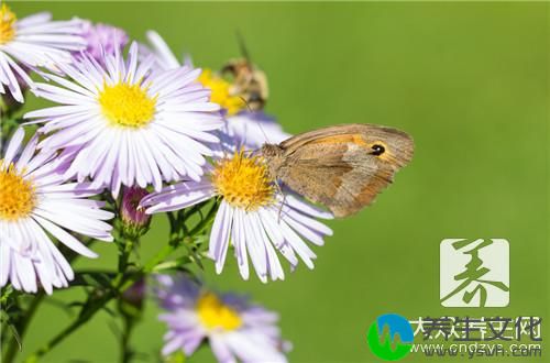 喝菊花茶不能吃什么