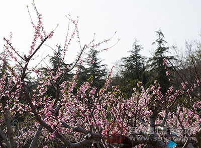 清明节的习俗 在清明节时人们要做这件事