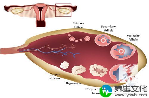  女人排卵障碍