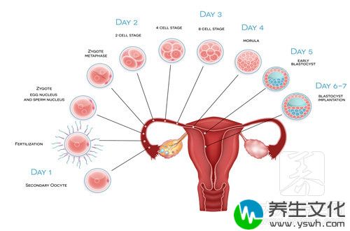  卵泡多的危害