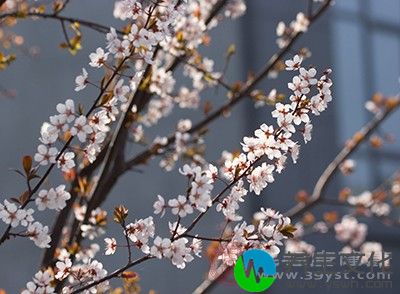 樱花零食销量火爆 滋味褒贬不一