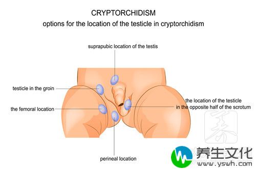 睾丸多大算小