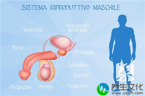 怎么看精子液化 