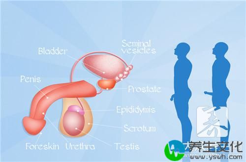 精子往外流怎么回事_为什么精子老是往外流