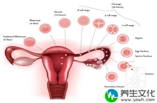 女性卵巢衰退一切正常年纪