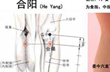 合阳穴位位置图、准确位置、按摩手法及作用