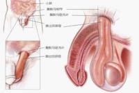 什么是附睾炎？男性附睾炎一般有哪些症状